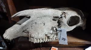 Lot 33