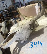Lot 344