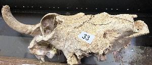 Lot 33