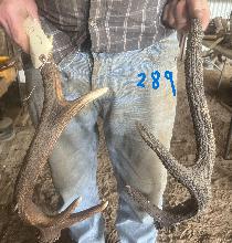 Lot 289
